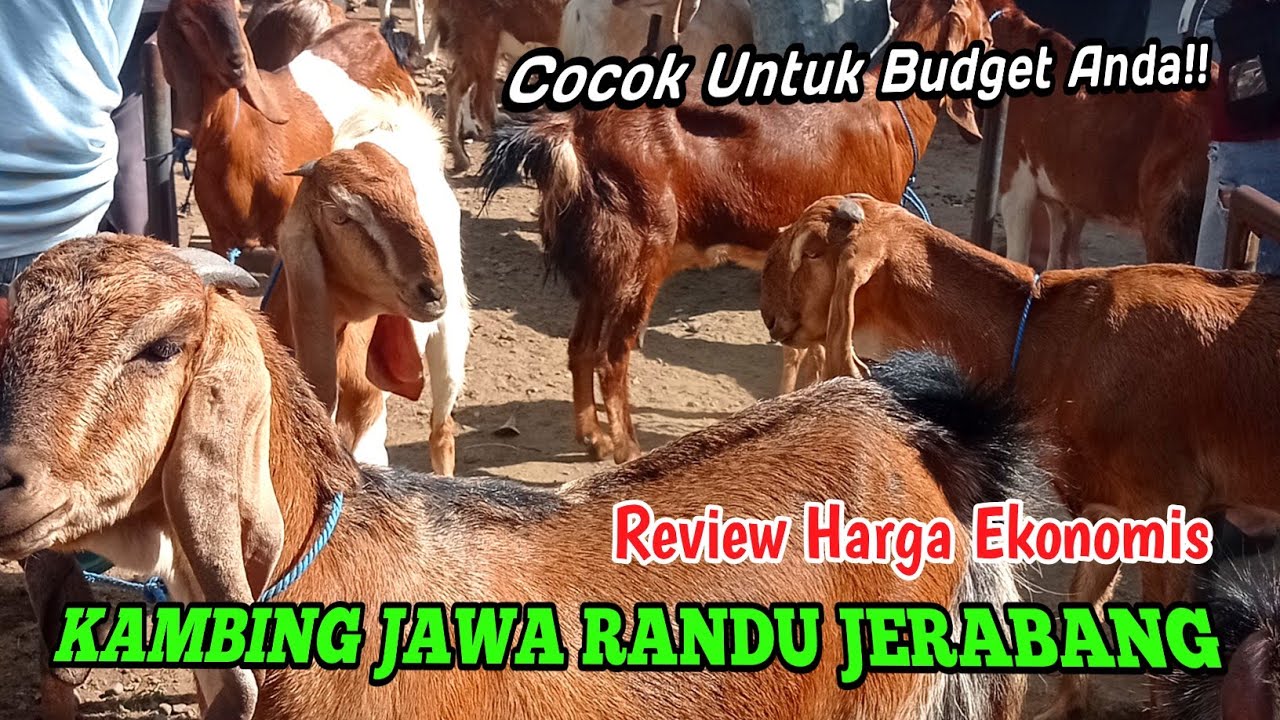 REVIEW HARGA KAMBING JAWA RANDU JERABANG: Cocok untuk Budget Anda‼️