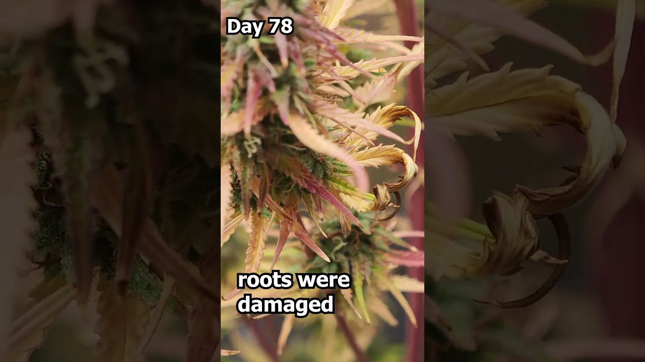 Day78 Blue Diesel Auto  #cannabisdaily #cannabiseducation #weedchannel