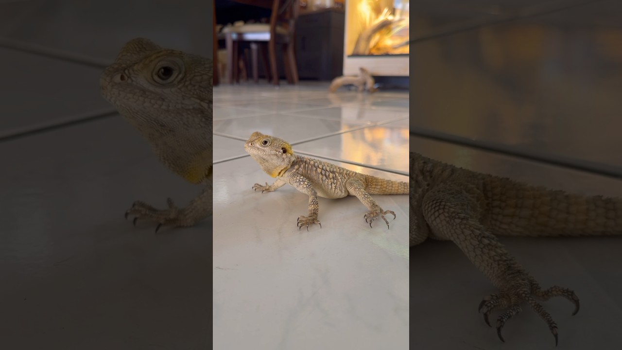 Best security system there is. 