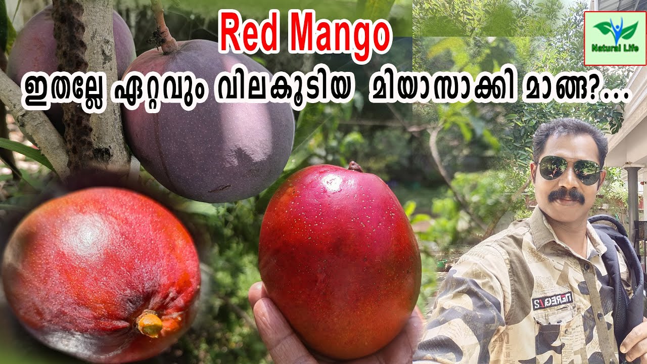 Red Mango |  Miyazaki Mango | ഇതെല്ലേ ലോകത്തിലെ  വിലകൂടിയ മാങ്ങാ.....? | #Miyazakimango