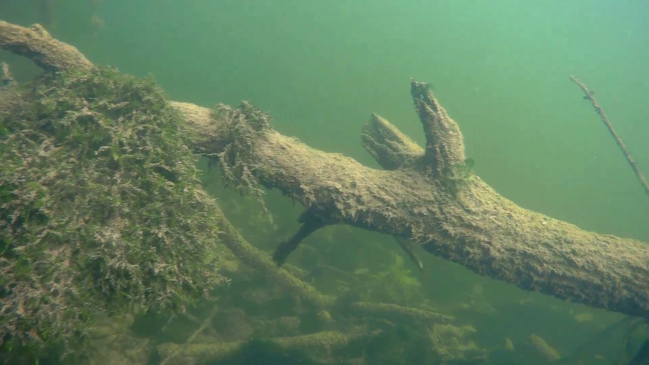 Plongée dans la Dronne (Black bass, Barbeaux, Goujons)