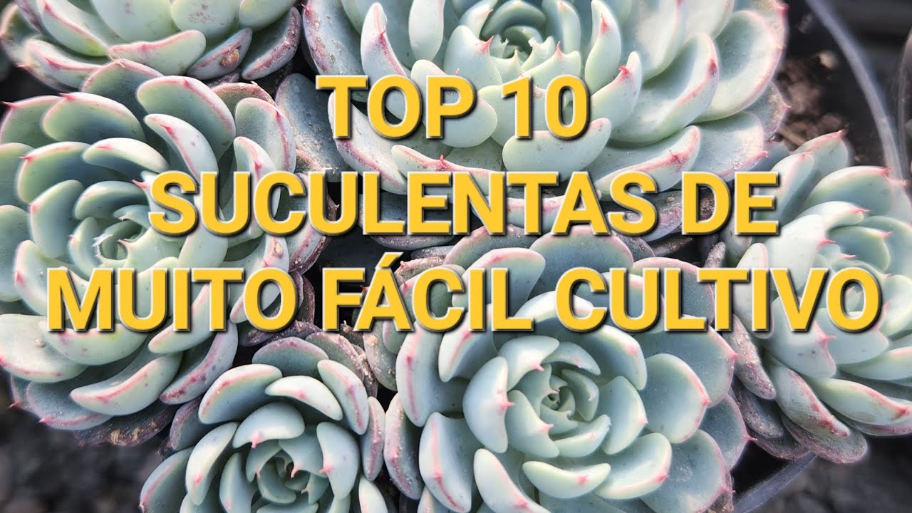 As 10 Suculentas mais fáceis de cultivar do meu cultivo, dicas para iniciantes 