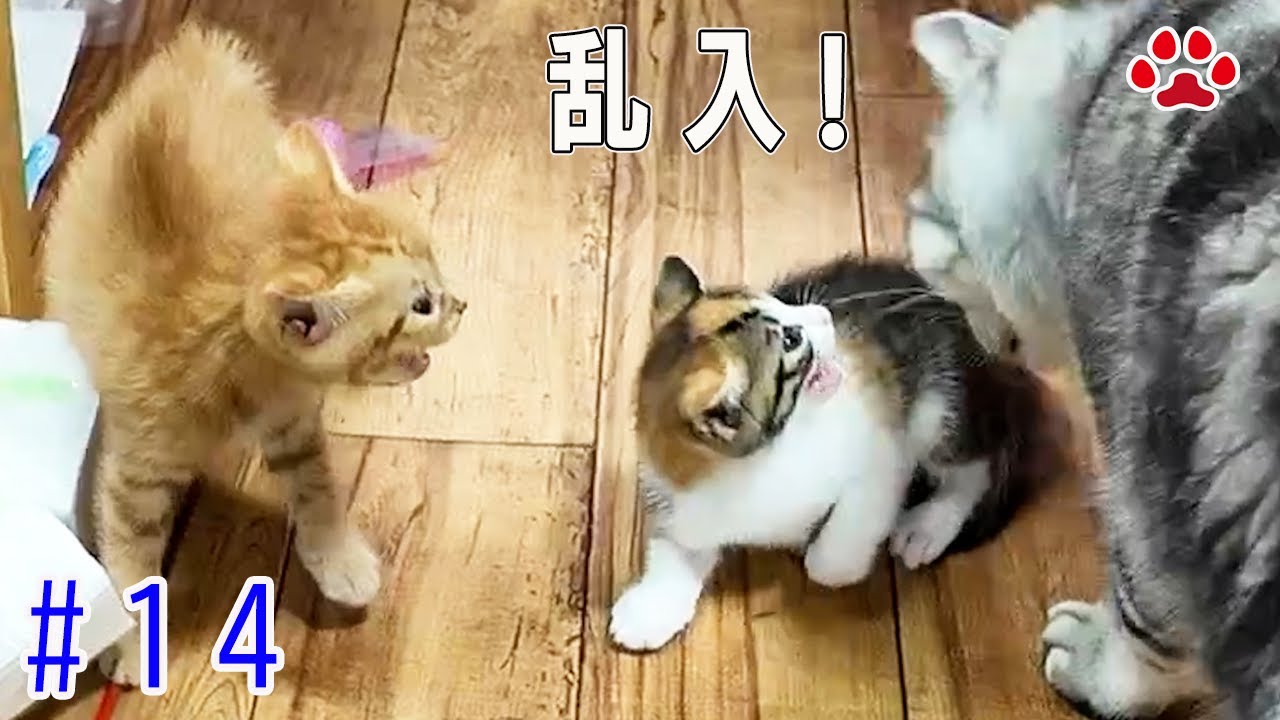 大人猫が乱入！パニックになった子猫と抗議するラテ【瀬戸の3兄弟日記】