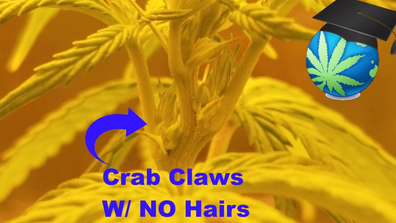 How To Identify Cannabis Males During Flowering - Wrong, But EASY