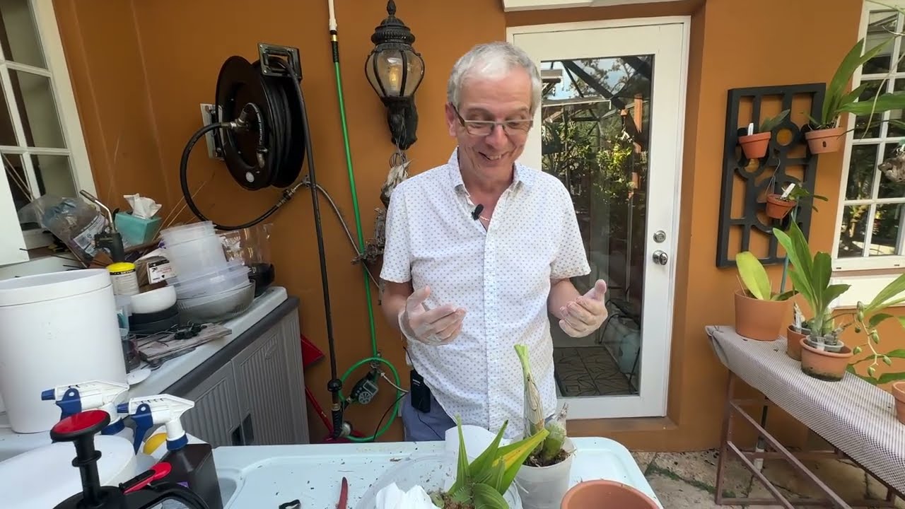 How to divide a Catasetum plant with one single bulb