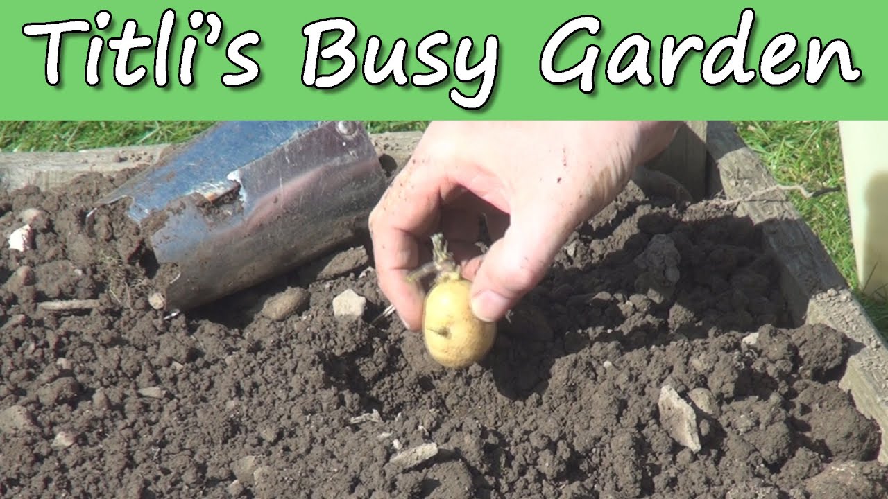 Planting Potatoes - Titli's Busy Garden 2015 Episode 04
