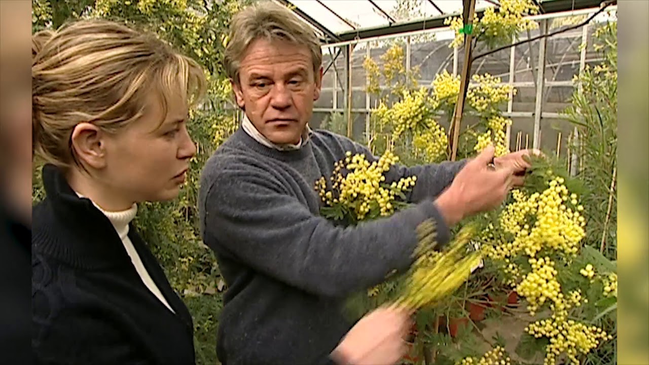 Planter un mimosa en pot