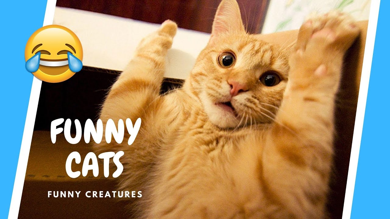 Funny Cat Compilation Video 😻 Try Not to Laugh (compilation) #1