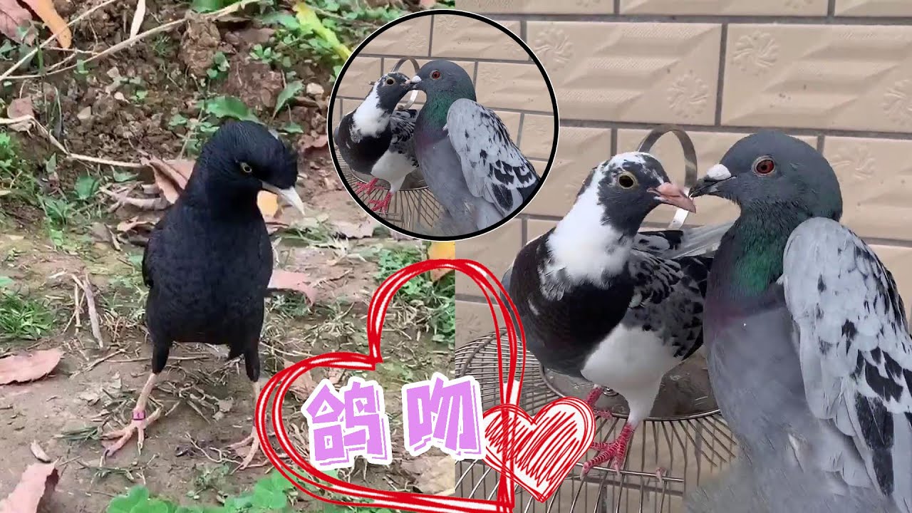 两个鸽子一见面就亲嘴、然后马上同居，太羞涩了【天下一场梦】