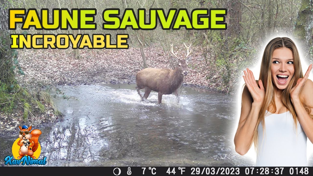 ANIMAUX FAUNE SAUVAGE 👀 caméra chasse COOLIFE PH700A