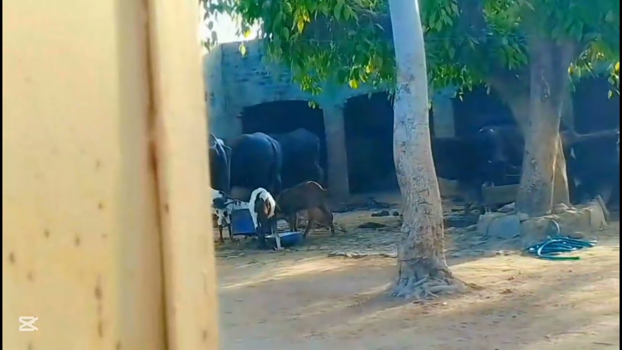 Ia laha Teri Shan yah wada ho 🌴🌴👍❤💫