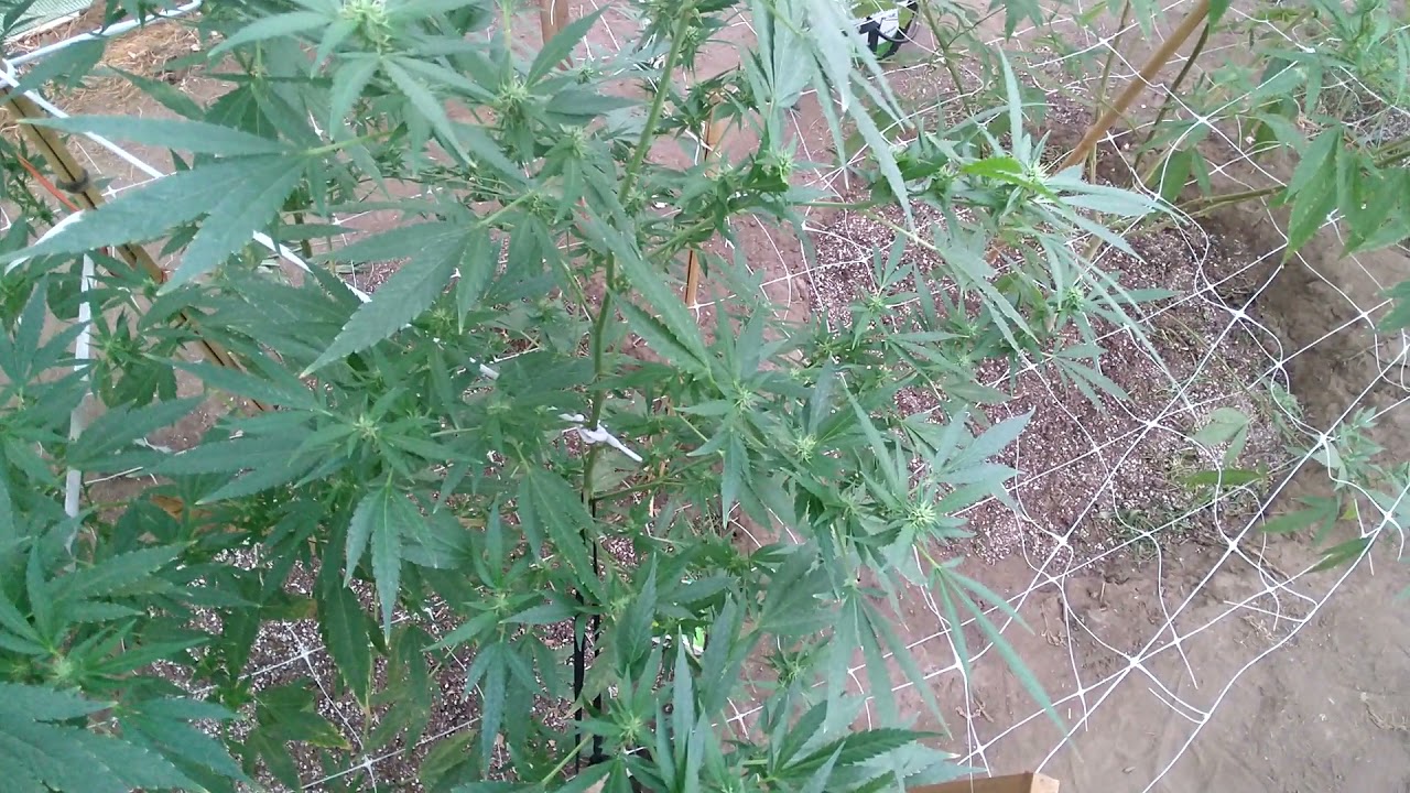 August 21 2021 outdoor cannabis grow