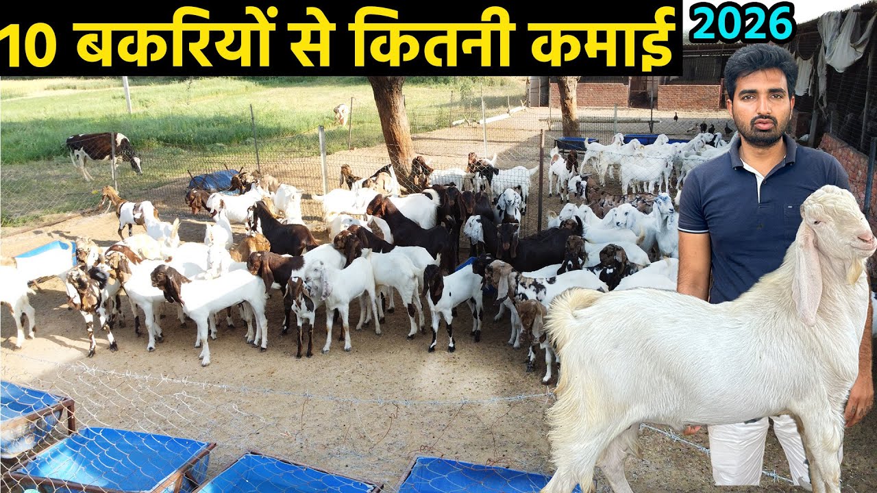 Goat Farming Investment and Profit in India