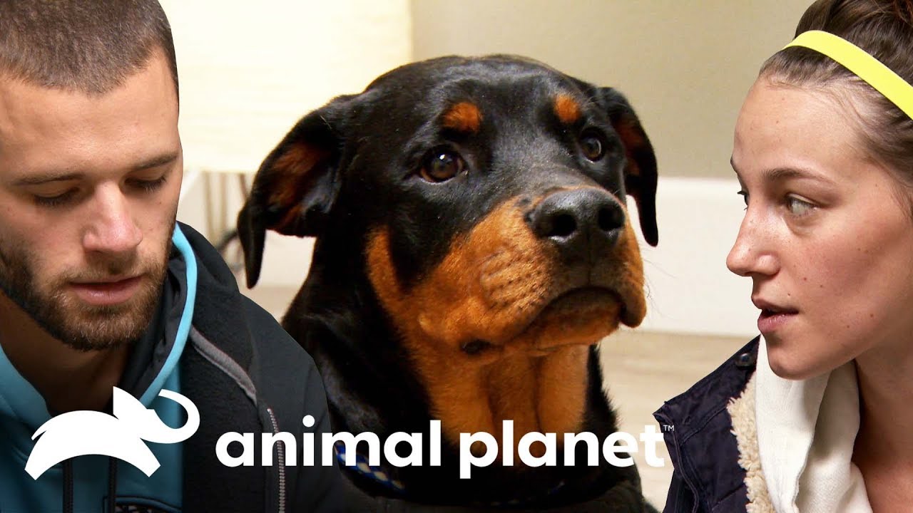 ¡Este cachorro rottweiler tiene el hombro fracturado! | Dr. Jeff, Veterinario | Animal Planet