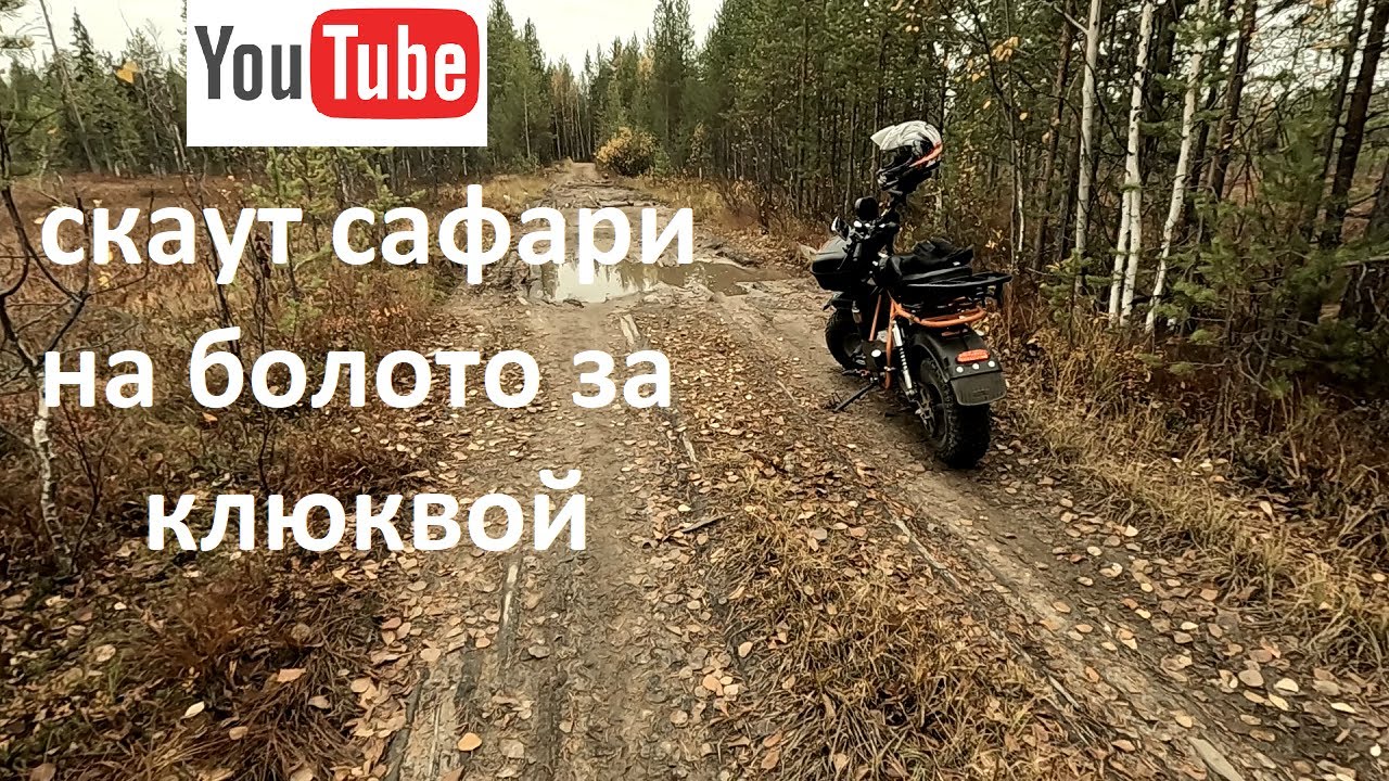 Скаут сафари на болото за клюквой