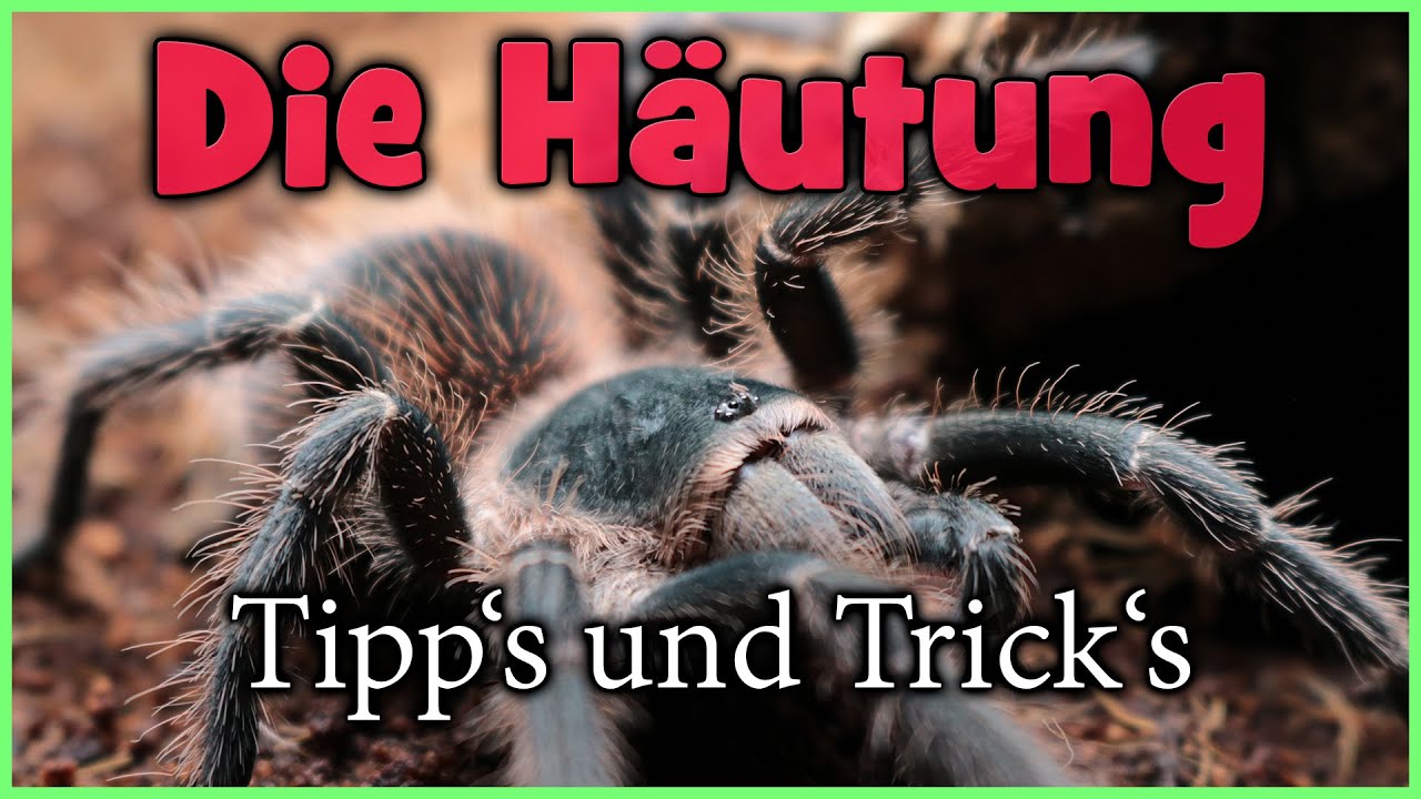 Die Häutung von Vogelspinnen 🕷️ TIPP'S & TRICK'S 🕷️ #Vogelspinne #Häutung