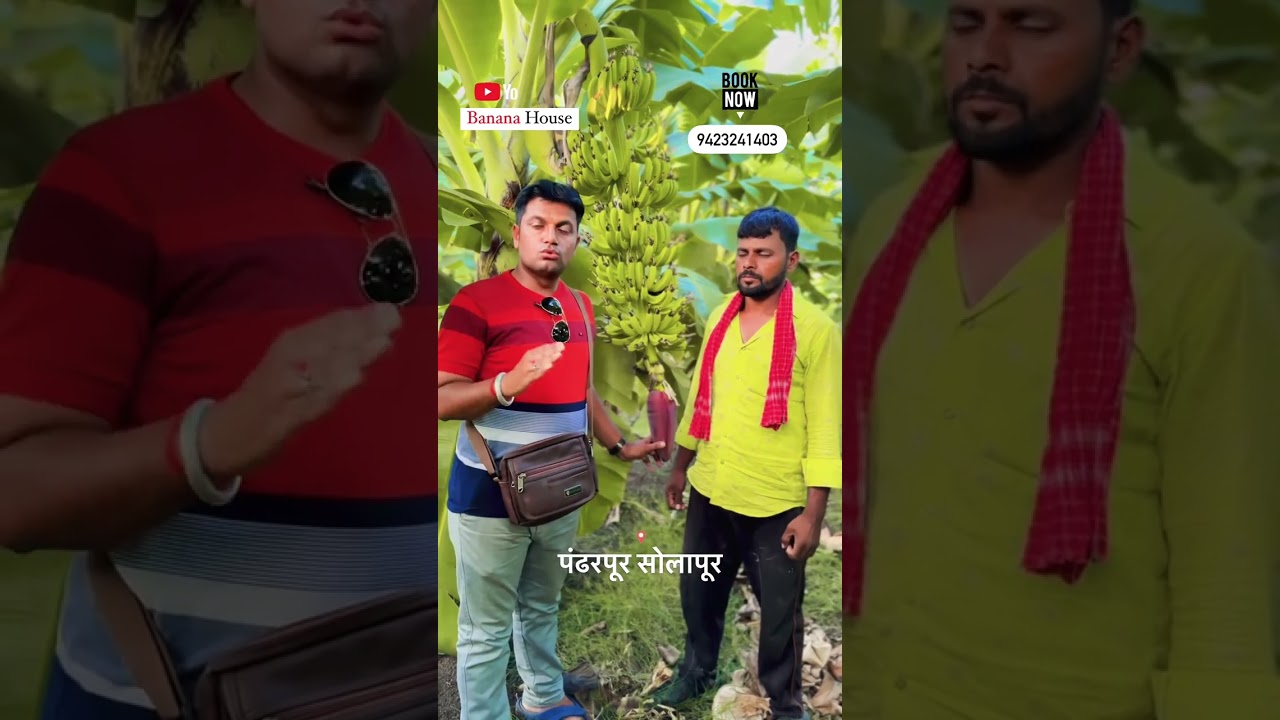 Solapur Banana house tissue culture Banana Plant  G  nine बनाना हाऊस जिनाईन केळी रोप