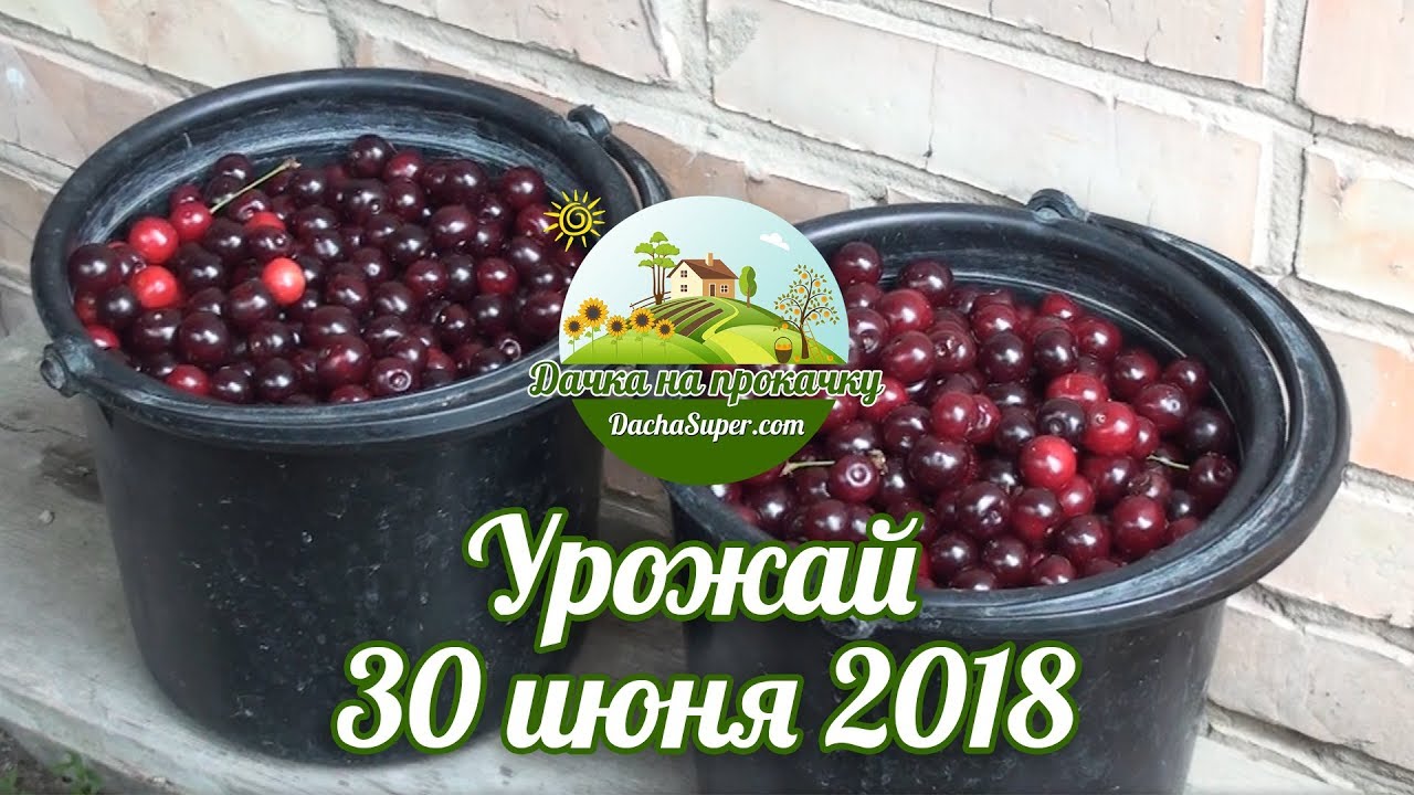 Урожай 30 июня 2018 / Урожай 30 червня 2018 / Harvest of June 30, 2018
