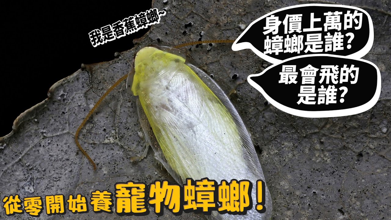 【從零開始養】寵物蟑螂!價值上萬元蟑螂是誰?最會飛的蟑螂?有貓耳的小強?蟑螂居然上千種?蜚蠊目上千種?蜚蠊【許伯簡芝】