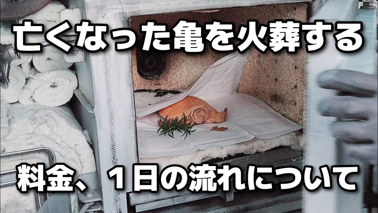 【亀の出張火葬】依頼から火葬、収骨までの実際の映像と、料金プランや用品について。やってみた感想をもとにお話しします【スッポン】