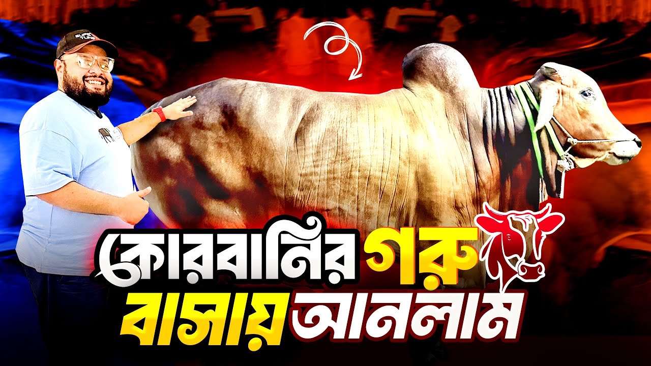 কোরবানির গরু বাসায় আনলাম 🤲 |  কোরবানি ২০২৫