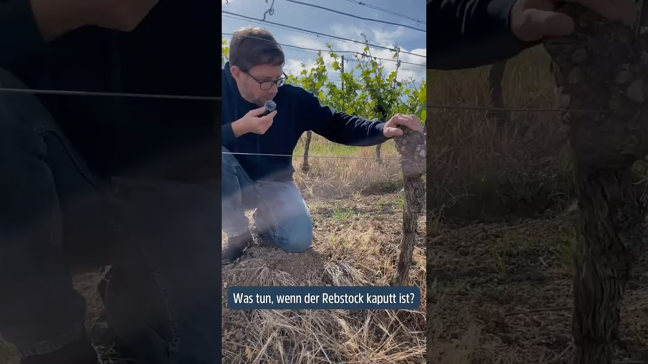 Was tun, wenn der Rebstock kaputt ist?