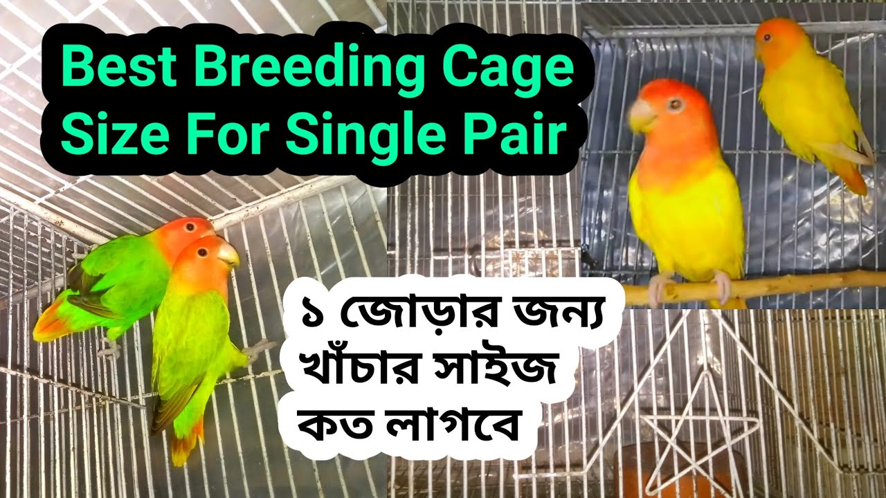 Love Bird Best Cage Size For Single Pair
