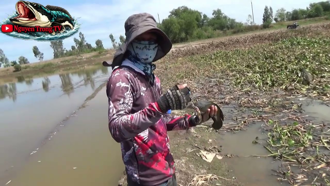 Câu Cá Lóc Ao Lục Bình Có Gì Mới Mà Mọi Người Đều Mê?