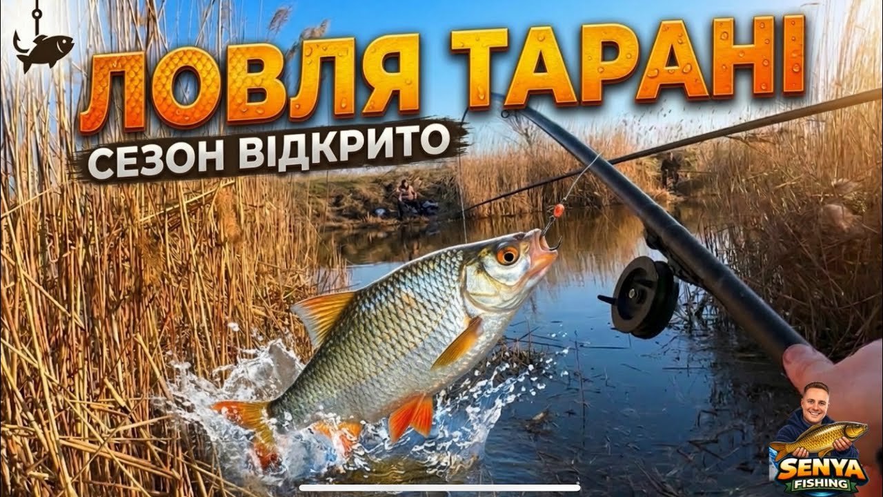 ШАЛЕНЕ КЛЮВАННЯ: Тарань забиває садок за годину! ДНІСТЕР розриває! 