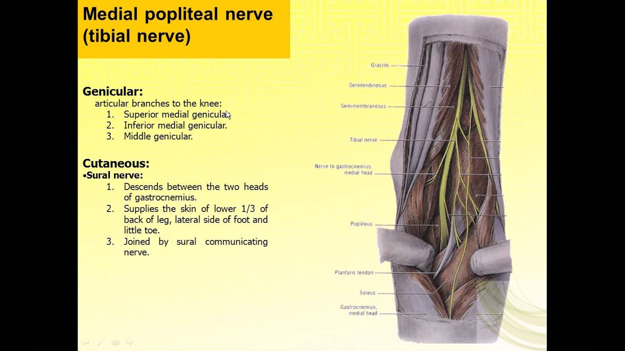 Magdy Said anatomy series,lower limb,the leg, tibial and common peroneal nerves,v1