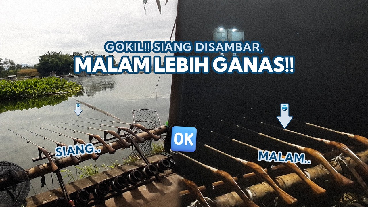 BUKAN MITOS!! Siang & Malam Tetap Disambar 🔥🎣 - Mancing Saguling Terbaru 2026&nbsp;#90