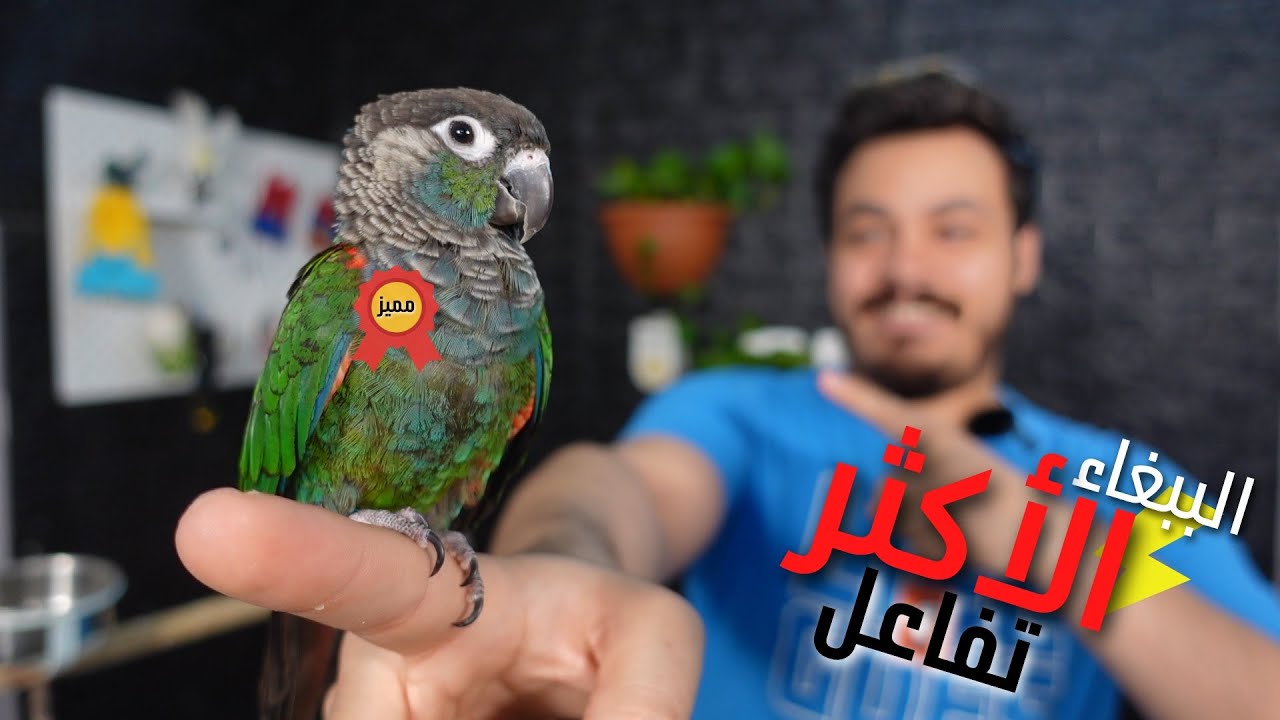 تعرف على ببغاء الكنيور ومميزاته ( هل هو مناسب لك ؟ )