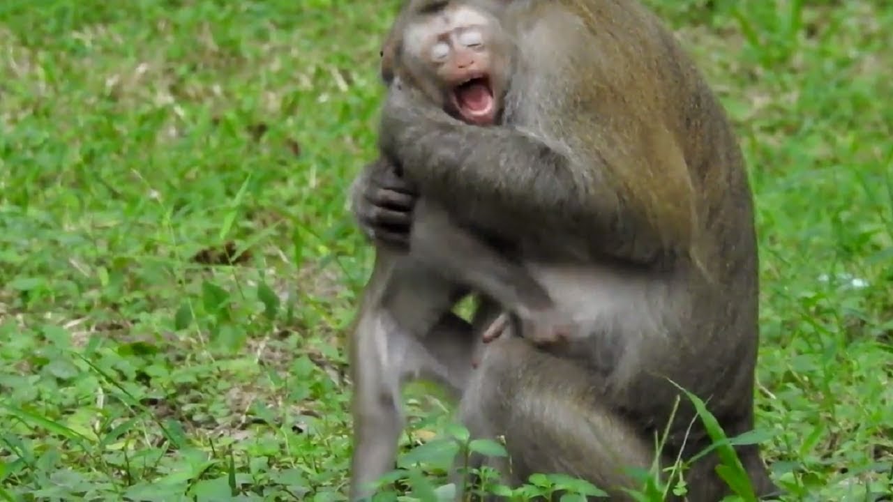 New Baby Monkey Crying Loudly Real Life Of Monkey ST905 Mono Monkey