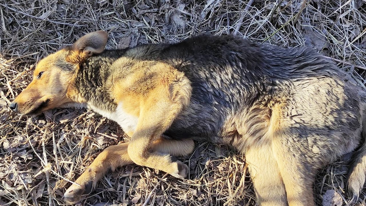 She Crawled Alone for Days and Now Her Recovery Inspires Everyone