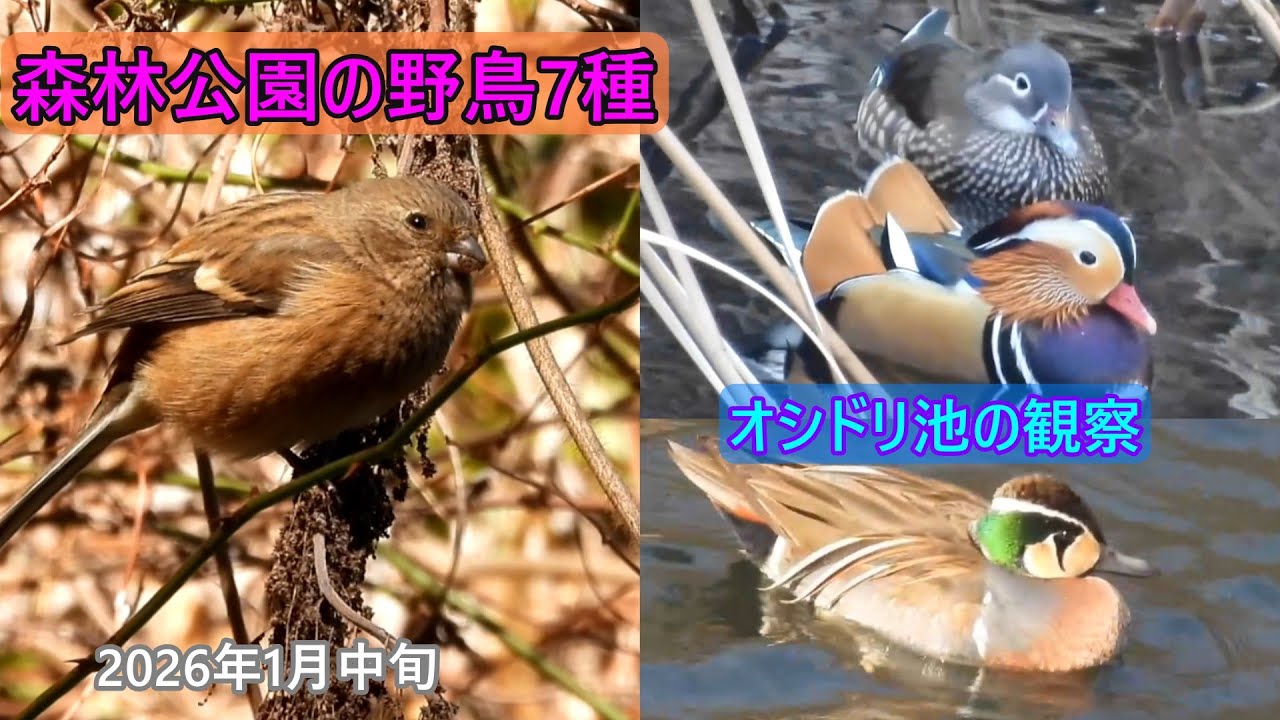 オシドリとトモエガモの混群　森林にベニマシコ　シロハラ　コゲラ　モズ　　カワラヒワなど