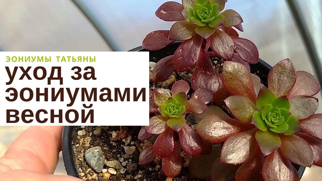 Уход за эониумами весной / Aeonium care in spring