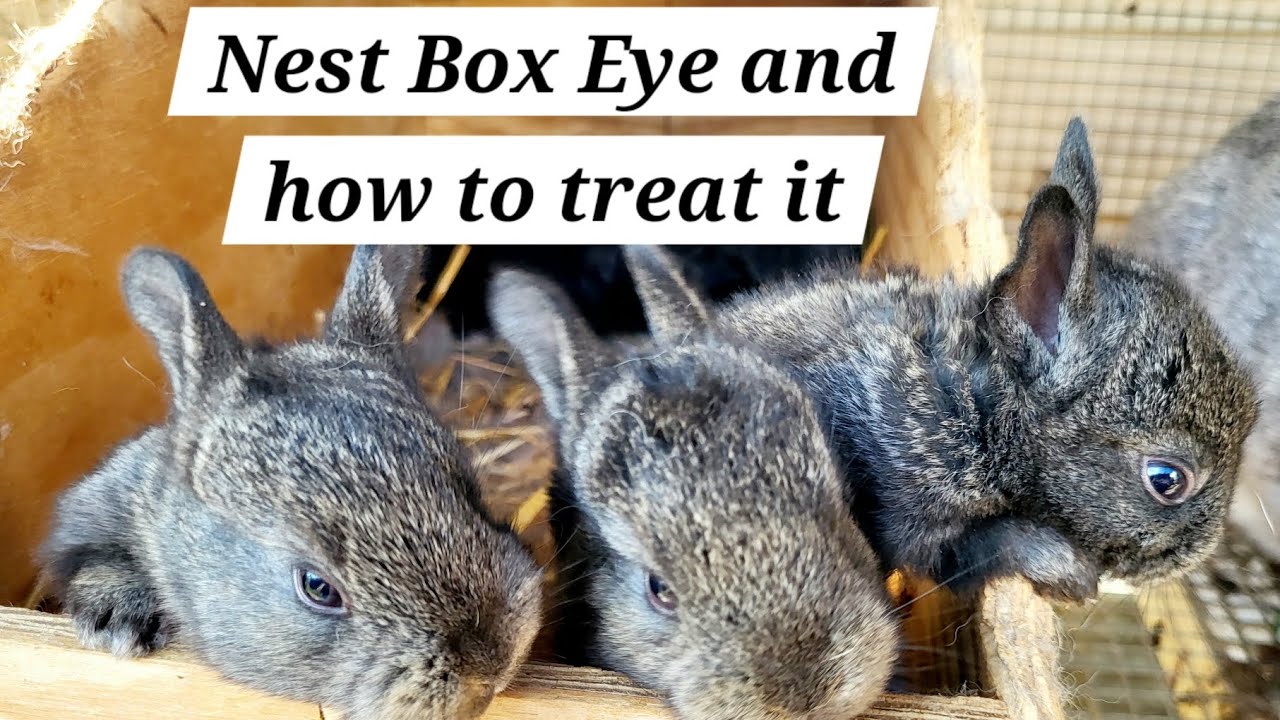 Nest Box Eye and how to treat it