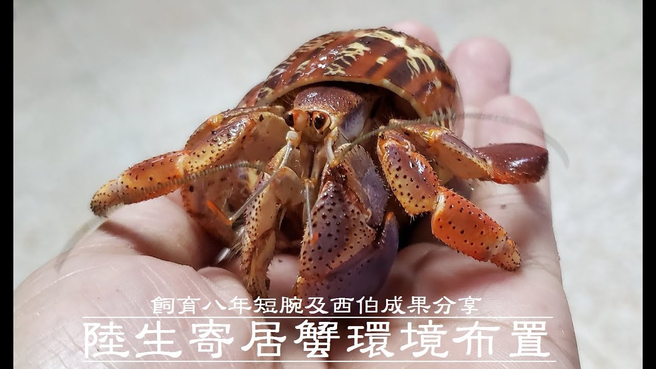 寄居蟹｜飼育缸佈置的細節大公開｜影片裡的寄居蟹.是我個人照顧滿八年的全紀錄！希望藉由影片的說明.!讓大家都能妥善照顧這美麗又可愛的生物十年甚至數十年！＃寄居蟹怎麼養 ＃寄居蟹換殼  ＃寄居蟹飼養