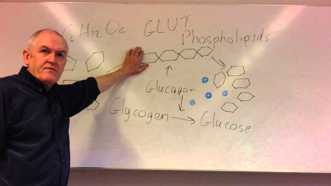 Glucose homeostasis lesson 2, Glucagon