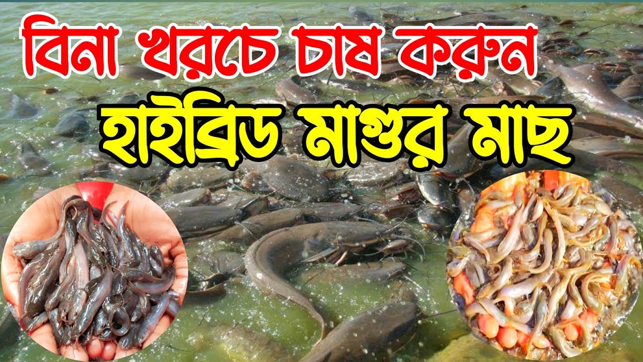 বিনা খরচে হাইব্রিড মাগুর মাছ চাষ করুন,,। সর্বোচ্চ কম দামে বিক্রি করা হচ্ছে,#fish #fishing 
