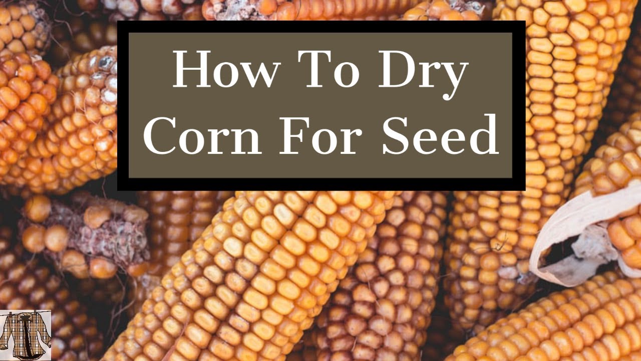 How To Dry Corn & Seed Saving Tips