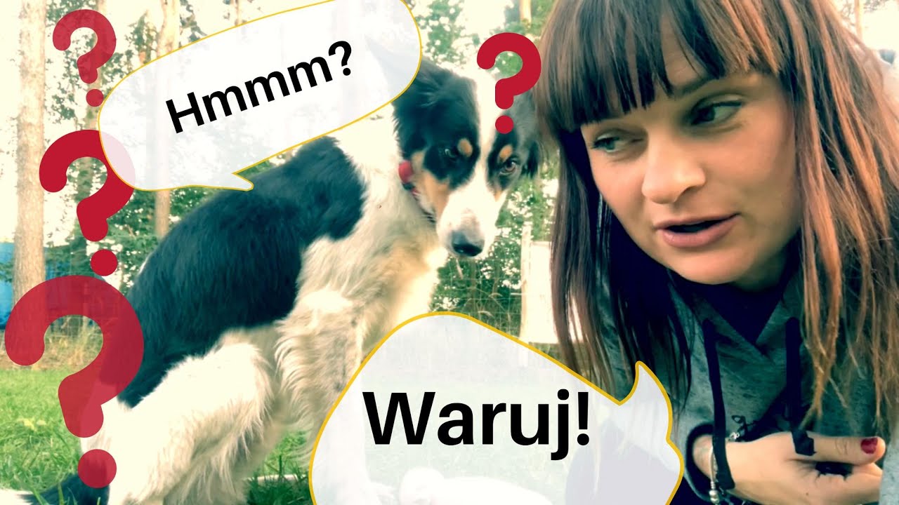 Waruj, leż, pac, połóż się. Jak uczyć, jak wzmacniać, jakie są różnice? Trener opowiada #34