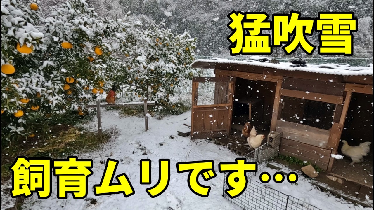 【もう限界】想像以上に過酷な寒波でのニワトリ飼育… 347話目