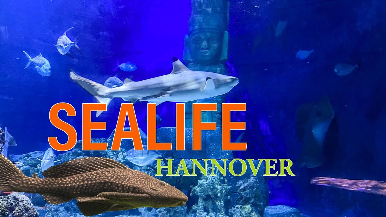 SEA LIFE Аквариум Ганновер 4k