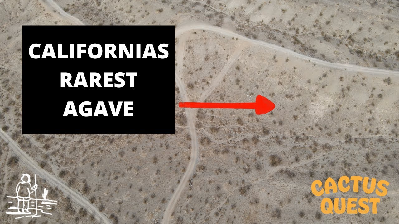 Searching for Californias rarest agaves and the people who grow them