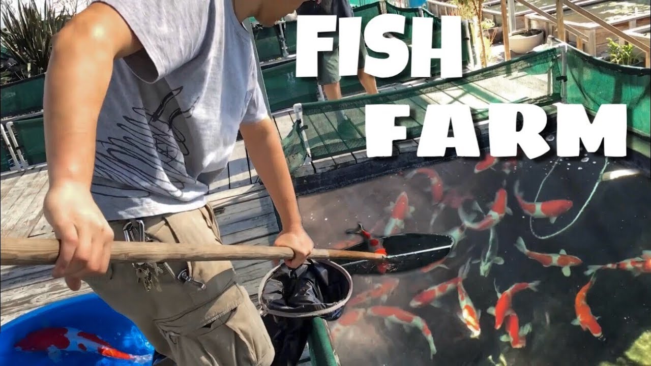 KOI & GOLDFISH FARM BREEDING! *CRAZY*