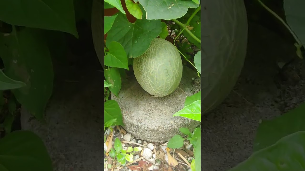 Garden tour with shampoo ginger, ginger, tumeric