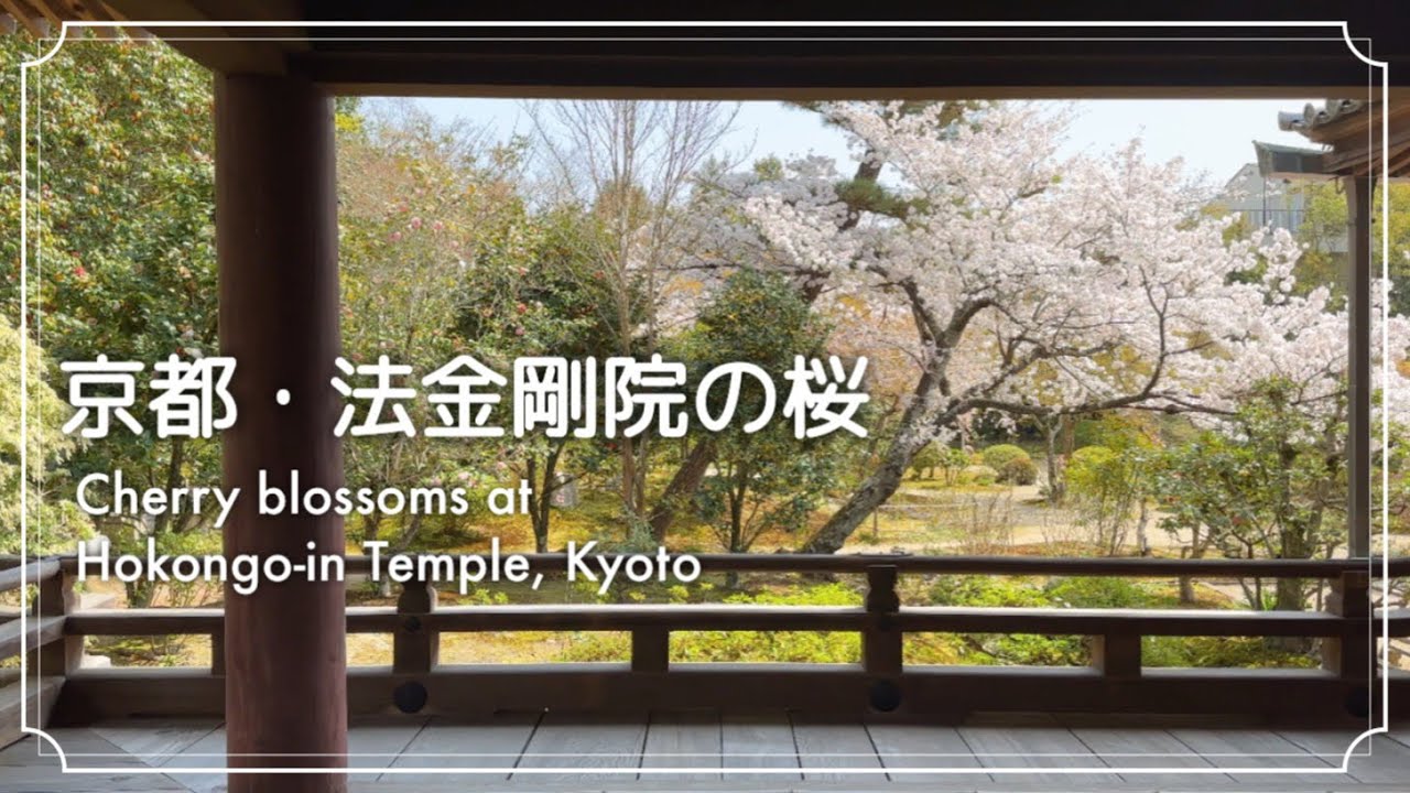 【日本庭園 4K】京都・法金剛院の桜。Japanese garden. Cherry blossoms at Hokongo-in Temple in Kyoto🌸