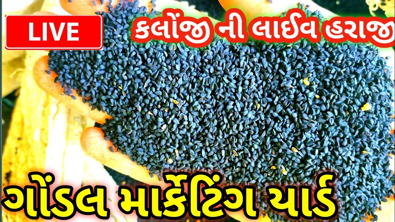 ગુજરાત કલોજી ના તાજા બજાર ભાવ || ગોંડલના લોજી ના ભાવ || કલોજી નો ભાવ |આજના બજાર ભાવ