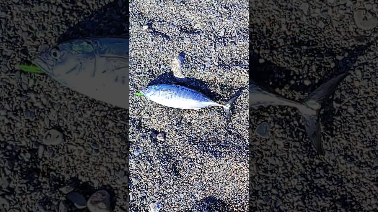 Tonnetto alletterato a metà novembre 💙 🌊 🎣 